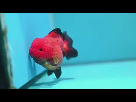 Shogun Apache Oranda 3.5 inch Body (260522_OR17)