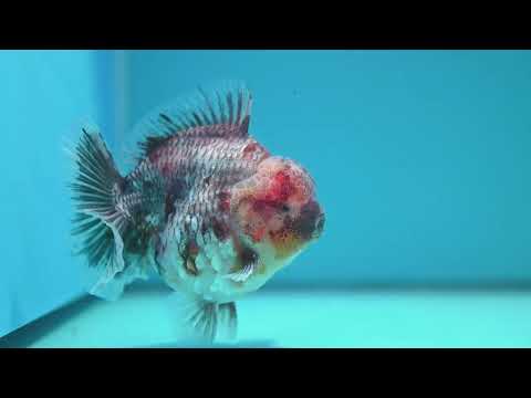 Grey Kirin Oranda 4 inch Body (260313_OR07)