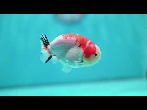 Sakura Ranchu 3.5 inch Body (260821_RC03)