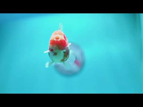 Sakura Oranda 3 inch Body (260605_OR14)