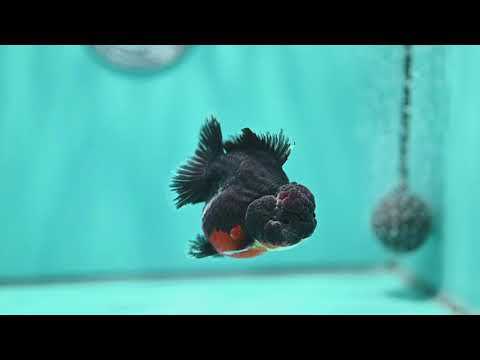 Shogun Kirin Oranda 3 inch Body (260828_OR01)