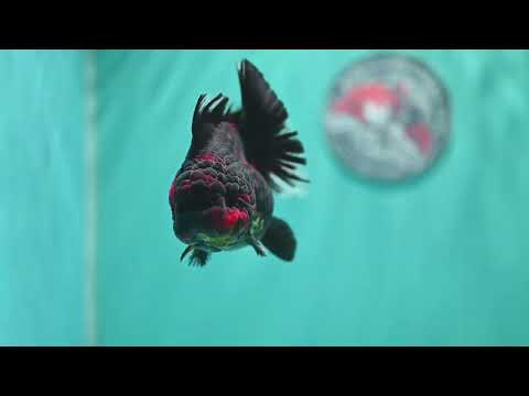 Heavy Ink Tiger Oranda 3.5 inch Body (260731_OR01)