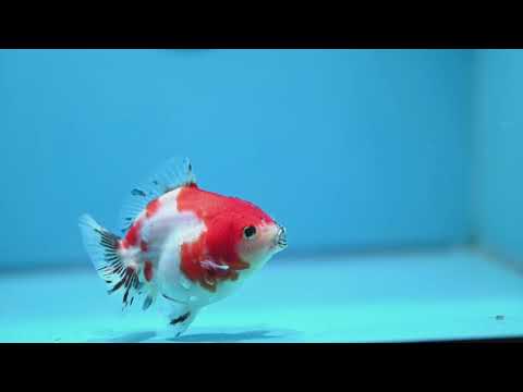 Baby Shogun Sakura Oranda 3.5 inch Body (261023_OR06)