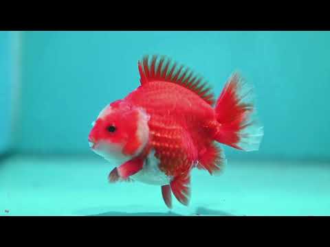 Two Face Red White YuanBao Oranda 3.5 inch Body (260814_OR18)