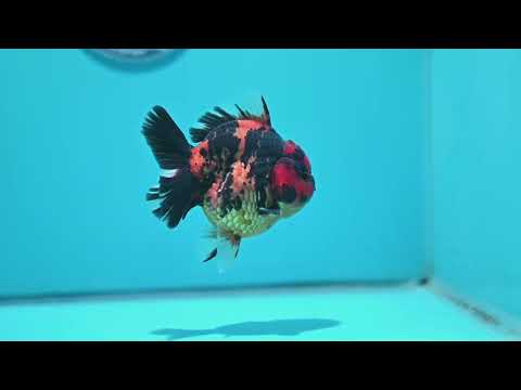 Tiger Oranda 3.5 inch Body (260605_OR08)