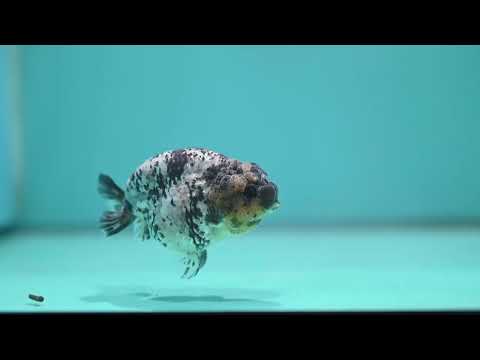 White Tiger Ranchu 3.5 inch Body (260626_RC02)