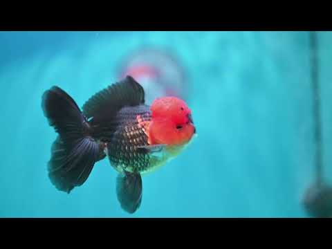 Apache Oranda 3.5 inch Body (260821_OR11)