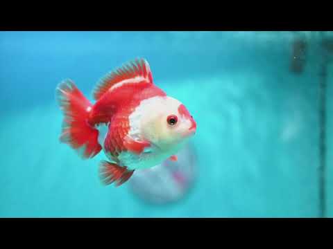 Red White YuanBao Oranda 3.5 inch Body (260904_OR04)