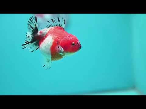 Shogun Sakura Oranda 3" inch Body (260814_OR08)