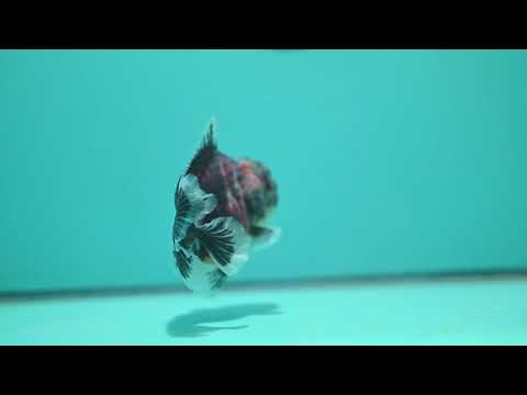 Tiger Oranda 3.5 inch Body (260731_OR03)