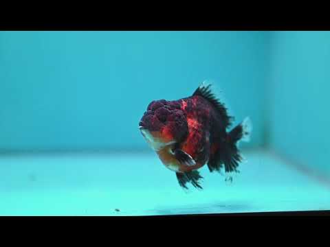 Tiger Oranda 3 inch Body (261002_OR05)
