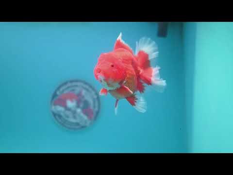 Red White Rose Tail Oranda inch Body (260313_OR14)