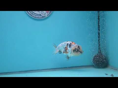 Tricolor Tiger Ranchu 3.5 inch Body (260227_RC04)
