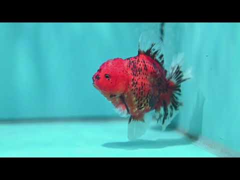 Tiger Rose Tail Oranda 4 inch Body (260904_OR07)