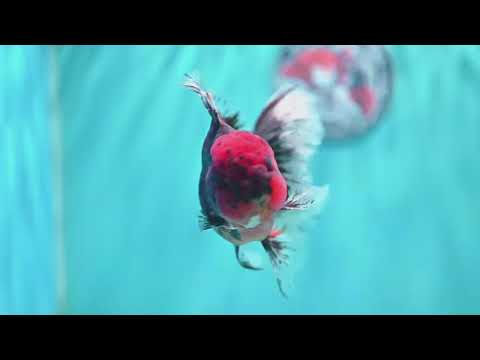 Tiger Orchid Tail Oranda 4 inch Body (260605_OR16)