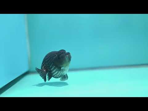 Platinum Ranchu 3.8 inch Body (260612_RC04)