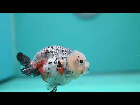 Kirin Ranchu 4 inch Body (260731_RC04)
