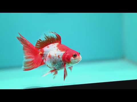 Red White Butterfly Tail Ryukin 3.5 inch Body (260828_RY01)