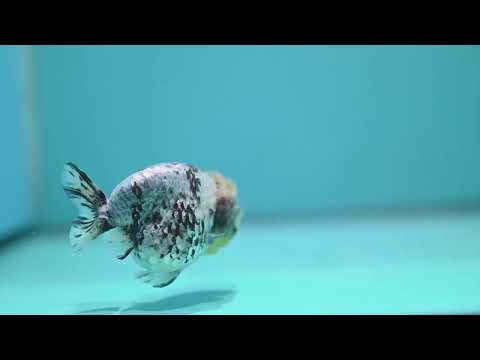 White Tiger Ranchu 3 inch Body (260731_RC06)