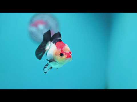 Tricolor Oranda 3.5 inch Body (261002_OR06)