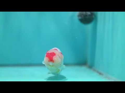 Red White Ranchu 4 inch Body (260724_RC05)