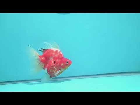 Sakura Broad Tail Ryukin inch Body (260515_RY03)