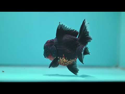 Red Kirin Orchid Tail Oranda 3.5 inch Body (260904_OR08)