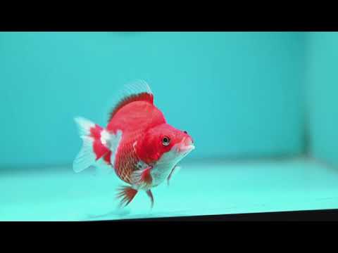 Red White Ryukin 3 inch Body (261002_RY06)