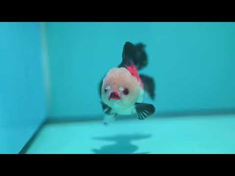Tricolor Oranda 3.5 inch Body (260925_OR09)