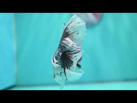 Heavy Ink Tiger Orchid Tail Oranda 4 inch Body (260529_OR08)