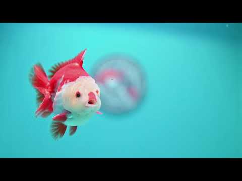 Chicken Face Red White YuanBao Oranda 3.5 inch Body (260814_OR17)