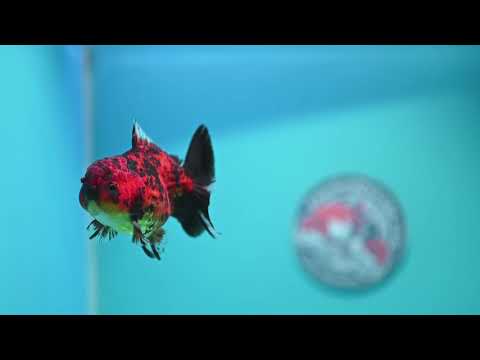 Shogun Tiger Oranda 3 inch Body (260918_OR14)