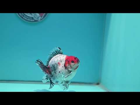 Shogun Red Head Oranda inch Body (260320_OR10)