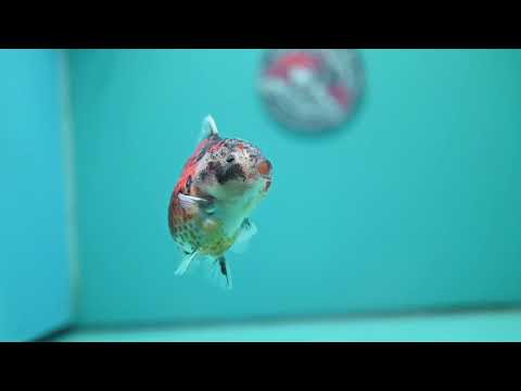 Yellow Tiger Oranda 3.5 inch Body (260626_OR07)