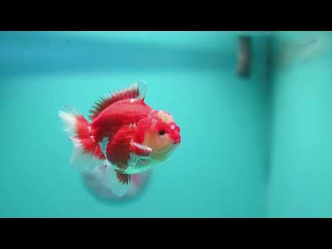 Jade Seal Red White YuanBao Oranda 4 inch Body (260626_OR04)