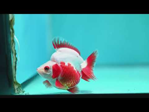 Red White Ryukin 3 inch Body (261002_RY02)
