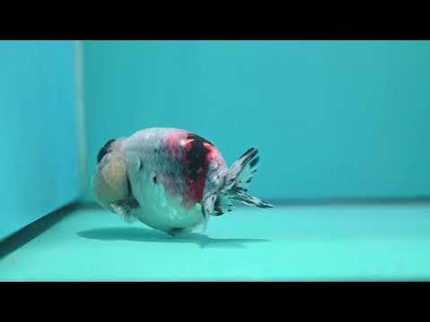 Jumbo Ink Wash Cow Ranchu inch Body (260724_RC08)