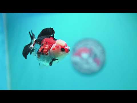 Tricolor Oranda 3 inch Body (260828_OR11)