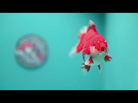Red White YuanBao Oranda 4 inch Body (260626_OR11)
