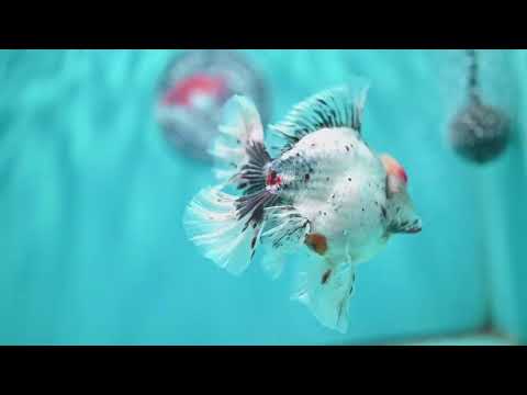 Calico Orchid Tail Oranda 4 inch Body (260501_OR12)