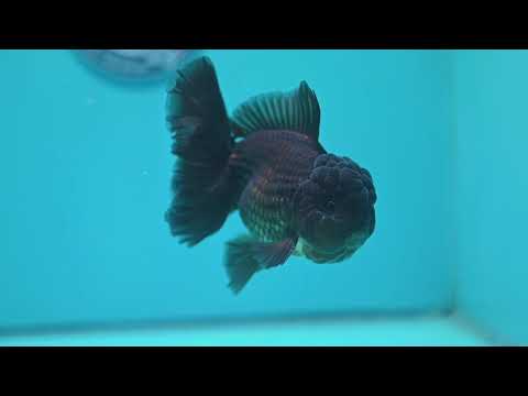 Black Rosetail Oranda 4 inch Body (260417_OR09)
