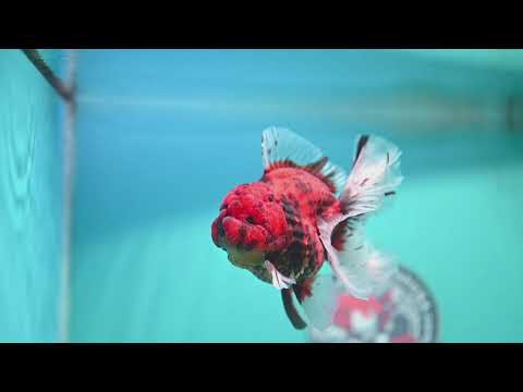 Tiger Rose Tail Oranda 3.5 inch Body (260821_OR04)