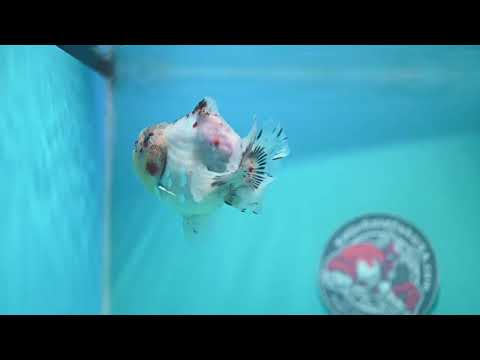 Sakura Oranda 4 inch Body (260925_OR10)
