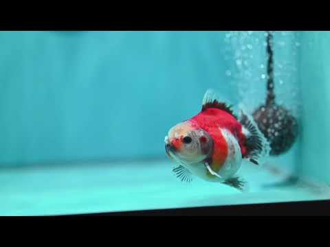 Shogun Sakura Oranda 3 inch Body (260724_OR07)