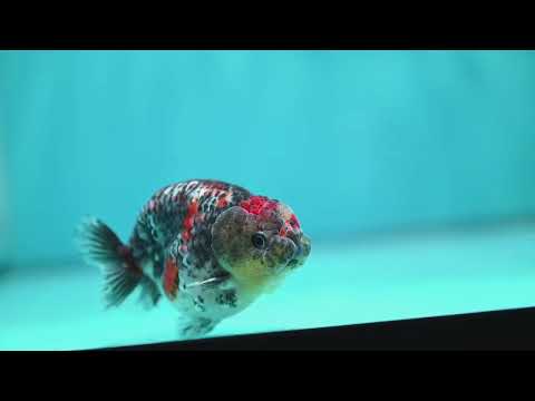 Kirin Ranchu 3.5 inch Body (260918_RC03)