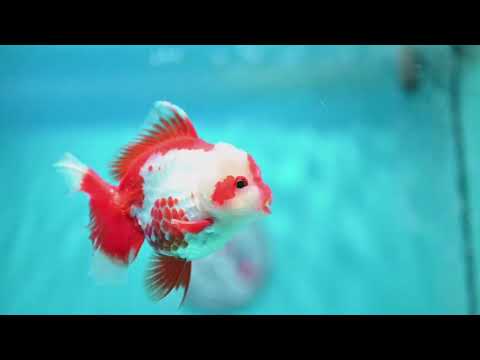 Polka-dot Red White Rose Tail Oranda 3.5 inch Body (260814_OR12)