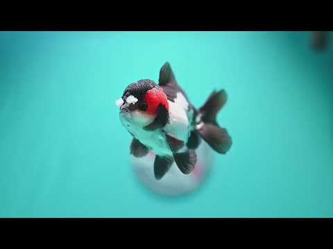 Tricolor PomPom Oranda 3.2 inch Body (260828_OR08)