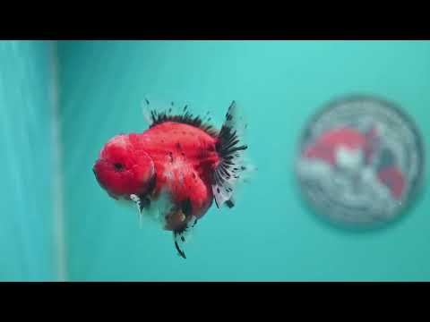 Shogun Tricolor Sakura Oranda 3 inch Body (260724_OR01)