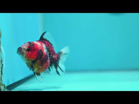 Tiger Oranda 3 inch Body (260619_OR13)