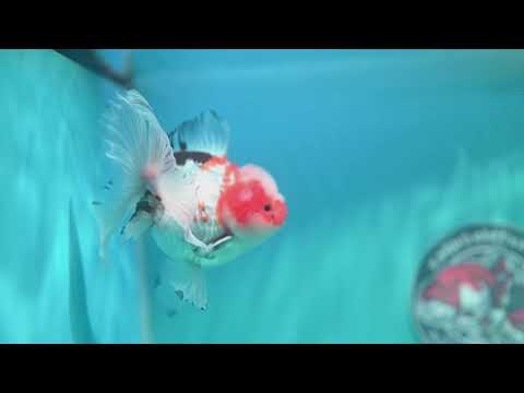 Tricolor Oranda 3.3 inch Body (260807_OR08)